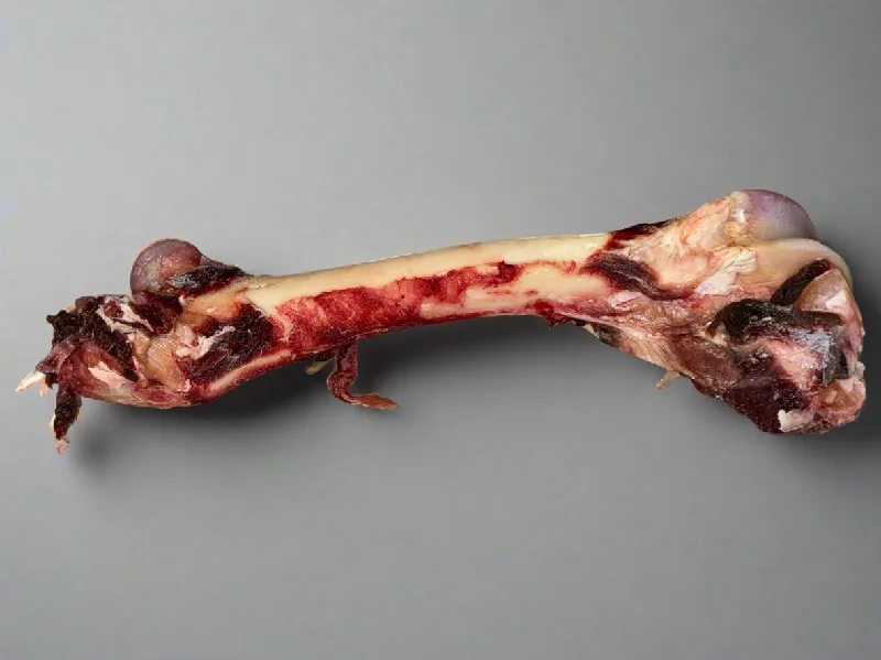 Elk Dino Bone (Femur)