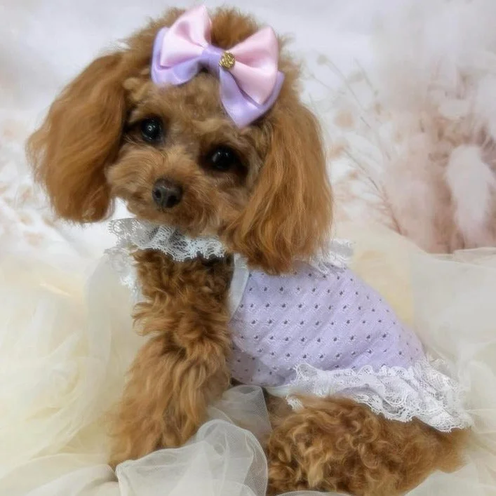 TaniWina  Macarons Color lace pet clothes Maltese Yorkshire Bear Poodle Shihzu